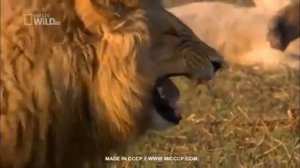 Лев смеется прикол