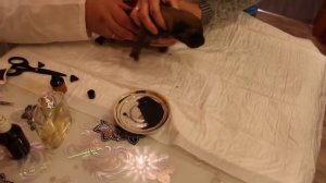 Купирование ушей и хвостов у среднеазиатской овчарки алабая