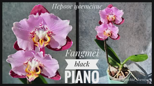 Phal. Fangmei Black Piano ? | Первое цветение азиатской орхидеи бабочки Блэк Пьяно ? Обзор сорта