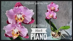 Phal. Fangmei Black Piano ? | Первое цветение азиатской орхидеи бабочки Блэк Пьяно ? Обзор сорта