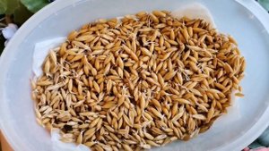 ТРАВА ДЛЯ МОРСКИХ СВИНОК. КАК ВЫРАСТИТЬ ТРАВКУ? 5 СПОСОБОВ ПРОРАЩИВАНИЯ ТРАВЫ ???