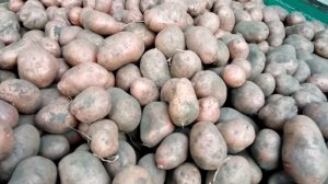 Купили самый вкусный сорт картошки на зиму. 12.09.21