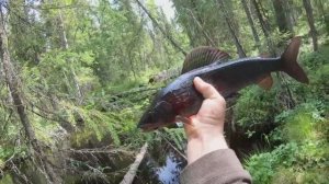 В тайгу за крупным хариусом.Густо и пусто.Часть вторая.