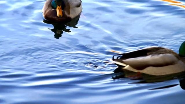 Заморозки... Frosts... Photographer Yury Zhirnokleev смотреть онлайн