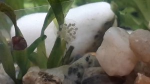 Этапы развития улитки Катушка. Стадия икринок