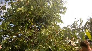 Черенкуем шелковицу