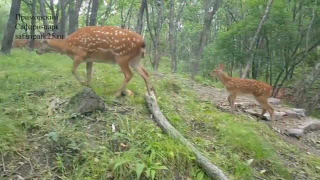 Оленей перевели в летний парк