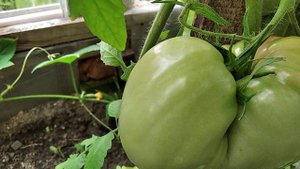 Томат Батяня /Розовый, ранний, крупноплодный томат