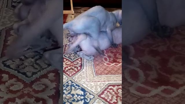 Канадский сфинкс, совокупление. Ночь любви канадский сфинкс и Эльф
