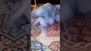 Канадский сфинкс, совокупление. Ночь любви канадский сфинкс и Эльф