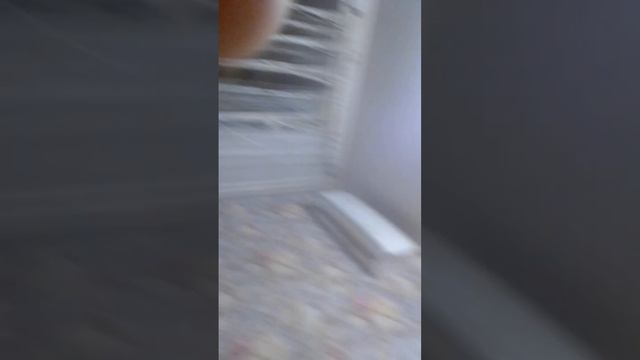 Кошкин дом и мир животных 1часть смотреть онлайн