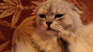 КУКЛА LOL БЕЗ ГОЛОВЫ против ЖИВОГО ЧЕРВЯ! СЛАДУНУ НЕ НУЖНЫ ИГРУШКИ