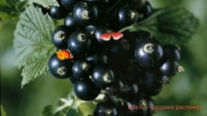 Смородина черная Изюмная (ribes nigrum) ? Изюмная обзор: как сажать, саженцы смородины Изюмная