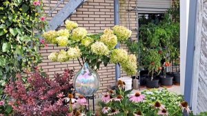 Переделки в цветниках / Обзор гортензий и хвойных - II