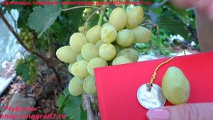 Виноград ЛОНО - селекция Калугина , с мускатом, ранний. (Пузенко Наталья Лариасовна)