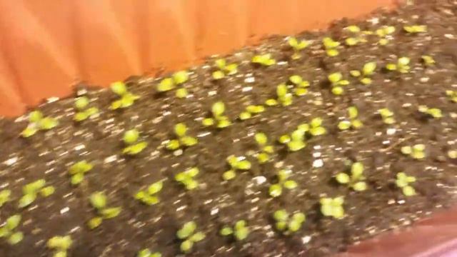 Табак спустя 2 недели после пикировки смотреть онлайн