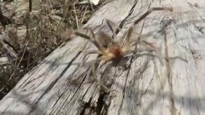 как кричит паук сольпуга . редкое видео