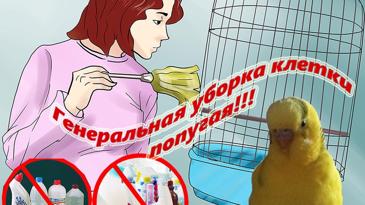 Генеральная уборка клетки попугая. Как делать Что для этого нужно #Мои советы #Содержаниеиуход