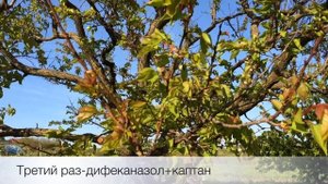 Мои химические абрикосы. Борьба с монилиозом.