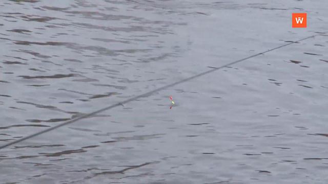 Финские рыбоводы обратились к выборгским рыбакам с просьбой смотреть онлайн