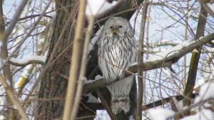 Новая встреча с совой.  Длиннохвостая неясыть ( Strix uralensis )