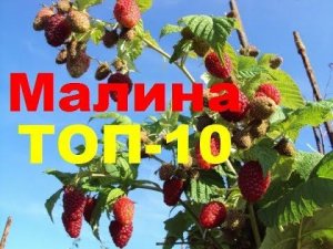 Малина ТОП-10, малина ремонтантная, летняя, сорта