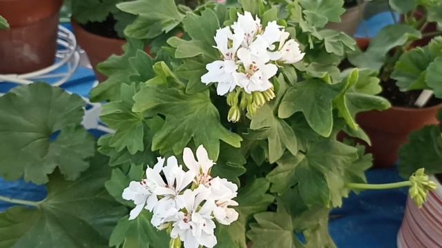 ПЕТЕР АЙРА ПЕЛАРГОНИЯ УДАЧИ ОТ КОЛЛЕКЦИОНЕРА // МНЕ ОНА ПРИНЕСЛА ФАРТ //ВАЦАП ДЛЯ ЗАКАЗА 8915245815 смотреть онлайн