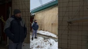 Неукрывной виноград на Урале, Екатеринбург