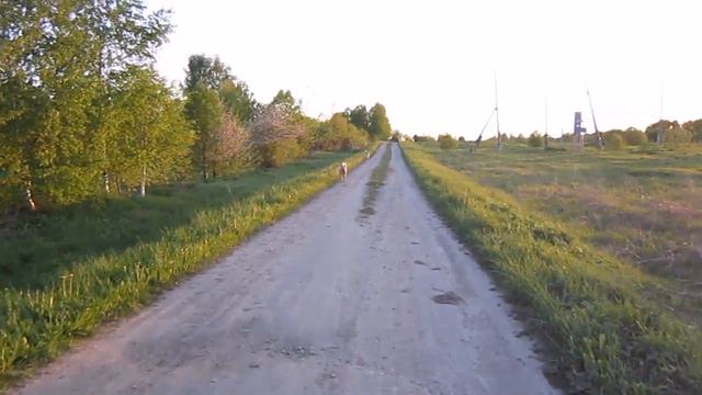 Собаки на прогулке.Лайки. Huskies. dog walk. смотреть онлайн