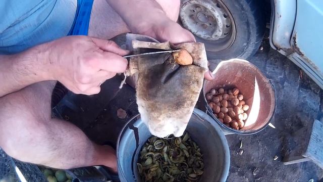 Чистка Грецкого Ореха.Бизнес Идея в Гараже. смотреть онлайн