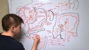 Артерии брюшной полости и забрюшинного пространства / Артерии большого круга / Ангиология