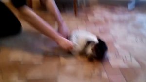 Жилетка для кота