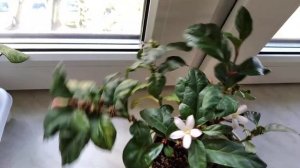 Африканская гардения Mitriostigma axillare.