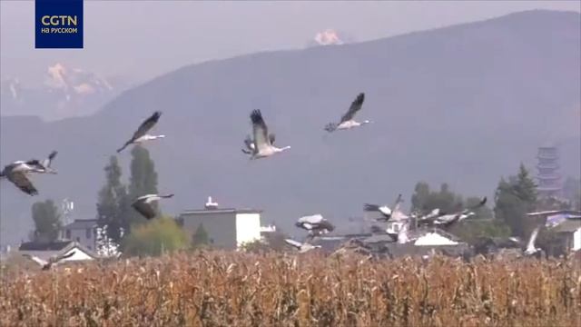 Перелетные птицы в пров. Юньнань смотреть онлайн