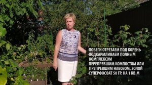 Основные работы в саду в сентябре ⚡ О ЧЕМ НЕЛЬЗЯ ЗАБЫТЬ?  / Садовый гид
