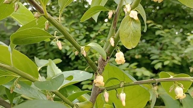 Цветение сеянцев хурмы на третий год после посева семян