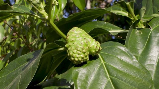 Morinda officinalis. Gynochtodes. Indian mulberry. Morinda plant. Green tropical fruit Stock Footag смотреть онлайн