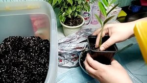 Замиакулькас из листика. Пересадка Замиакулькаса. Замиакулькас 2 клубня из 1 листика.