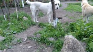 Кто сильнее АЛАБАЙ против ЛАЙКИ / рвут между собой игрушку