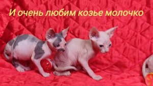 Канадский сфинкс котята