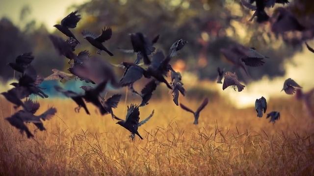 Куда пропадают вороны летом? смотреть онлайн