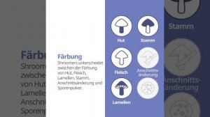 Schafchampignon (Agaricus arvensis) | Färbung | Praktisches Kurzprofil | Shroomers