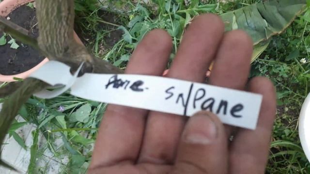 Обзор-Любимые растения! Срубаем банчу. Евгений и Дмитрий в гостях. Дегустируем Рэд банан. смотреть онлайн