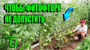 ЭФФЕКТИВНЫЕ СПОСОБЫ ПРОФИЛАКТИКИ ГРИБКОВЫХ ЗАБОЛЕВАНИЙ ПОМИДОРОВ. САД (ОГОРОД) И ТЕПЛИЦА 21-21