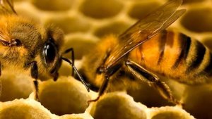 КАК ПЧЕЛЫ ДЕЛАЮТ МЕД 1