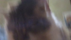 Сибирский кот Потап. Готовимся в дорогу