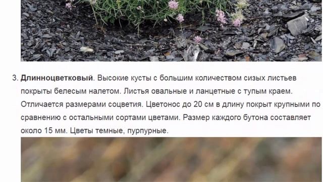 Кентрантус.  Красивые растения для дома и сада.