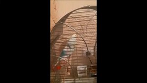 Первое знакомство. Радужные попугаи. Разведение волнистых попугаев.