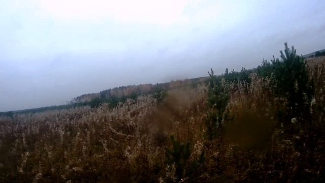 Осенняя охота на тетерева с русским охотничьим спаниелем.