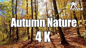 Relaxing Sounds of Autumn Nature in the Mountain Forest